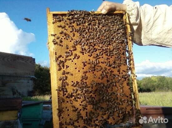 Пчелы, плодные матки купить на Зозу.ру - фотография № 1
