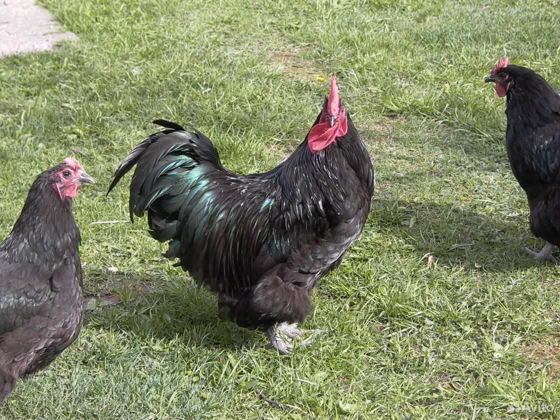 Цыплята и Инкубационное яйцо Джерсийского Гиганта купить на Зозу.ру - фотография № 5