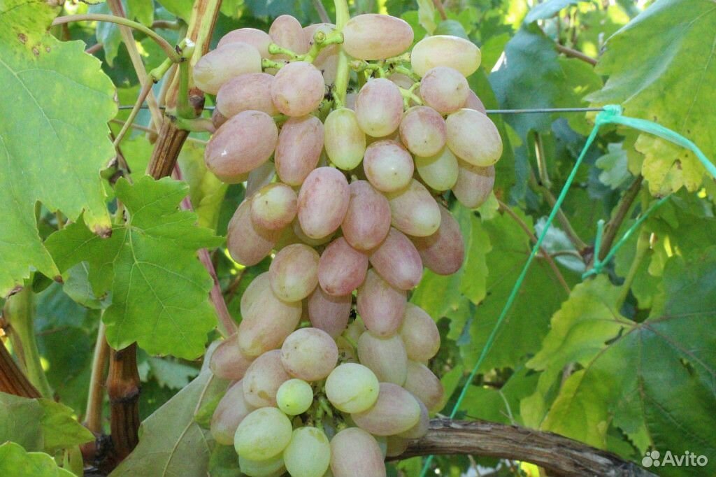 Саженцы винограда лучших сортов(вегетирующие) купить на Зозу.ру - фотография № 5