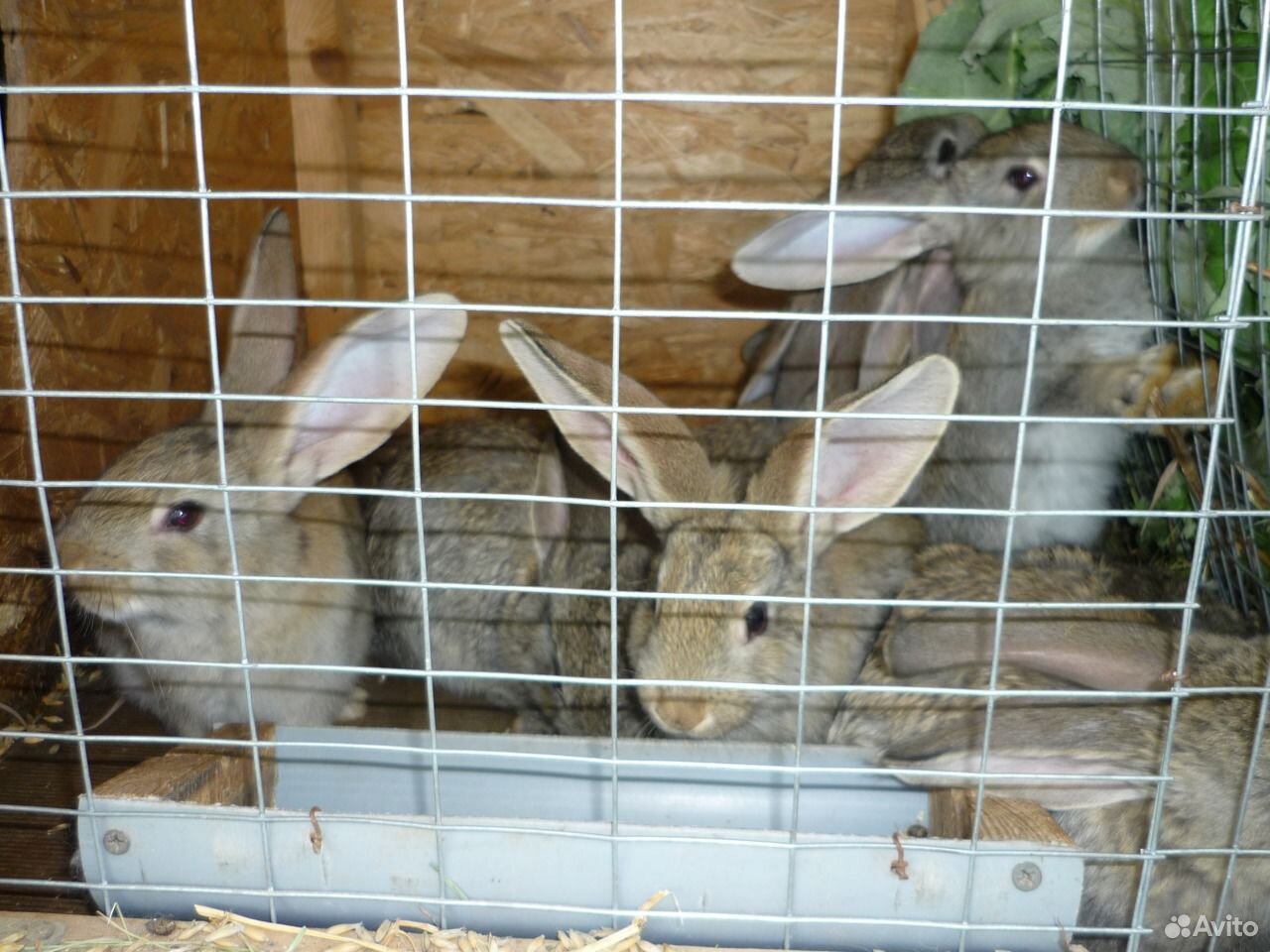 Кролики Фландр (крольчата обмен) купить на Зозу.ру - фотография № 8