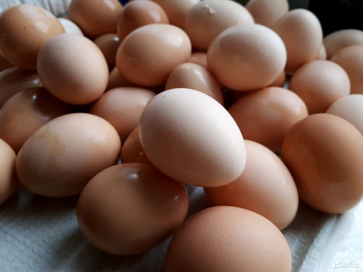 Куриные яйца купить на Зозу.ру - фотография № 2