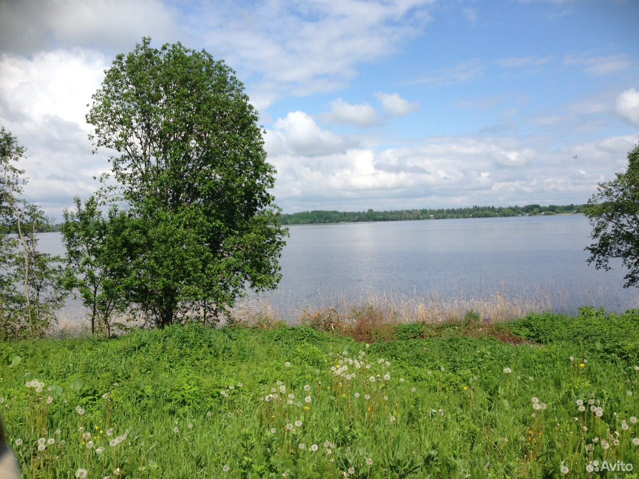 Участки в лужском районе. Брод Лужский район. Новый брод продажа.