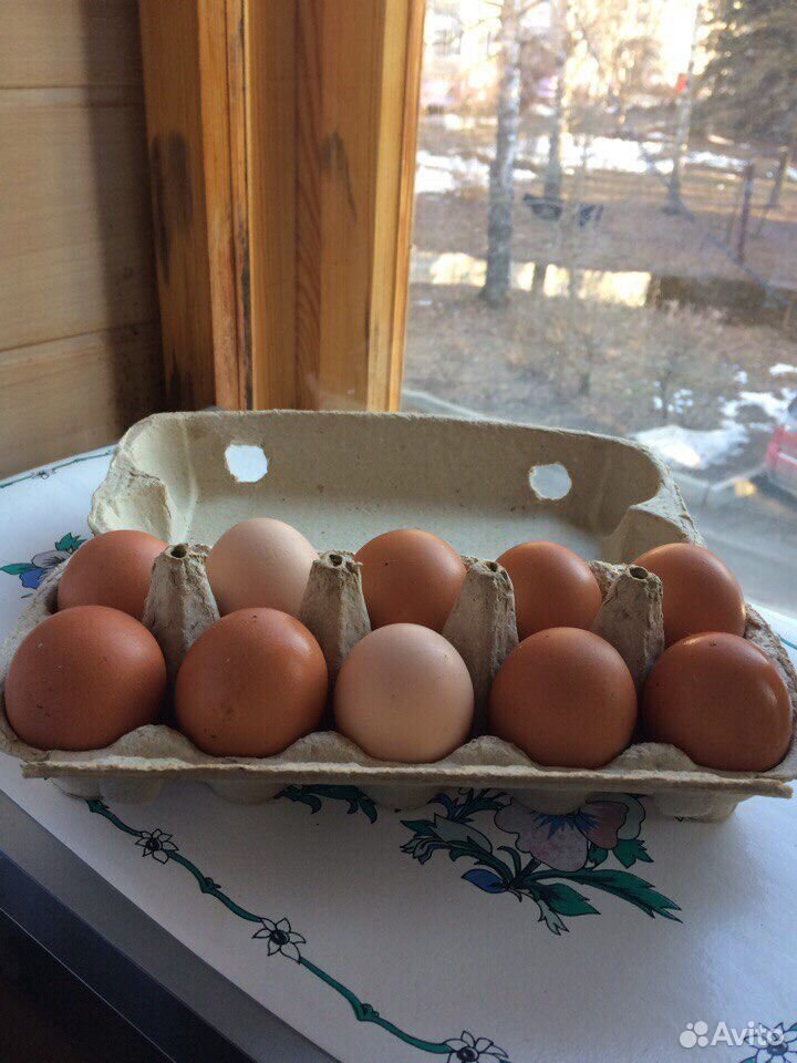 Продам домашние куриные яйца крупные купить на Зозу.ру - фотография № 4