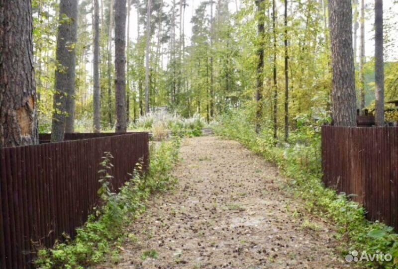 Бору или боре. Боровое Матюшино Казань. Зеленый Бор Татарстан. Боровое Матюшино лес. Боровое Матюшино база отдыха.