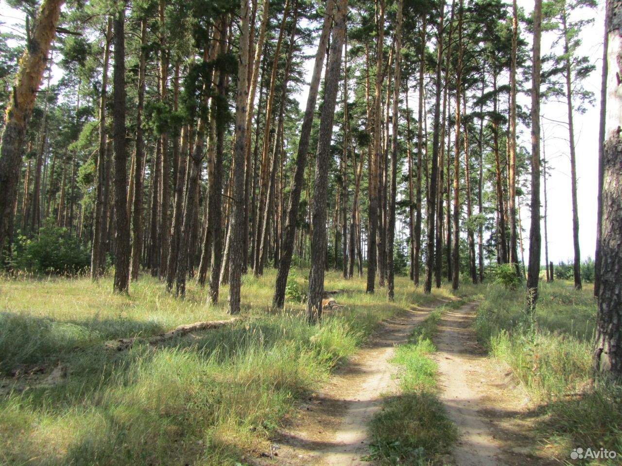 Лес липецк. Урочище Сосновый лес Липецк. Сосновый лес река Липовка. Сосновый Бор Липецкая область. Липецкая область Добровский лес.