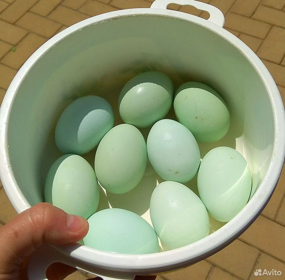 Легбар (голубое яйцо) семья купить на Зозу.ру - фотография № 2
