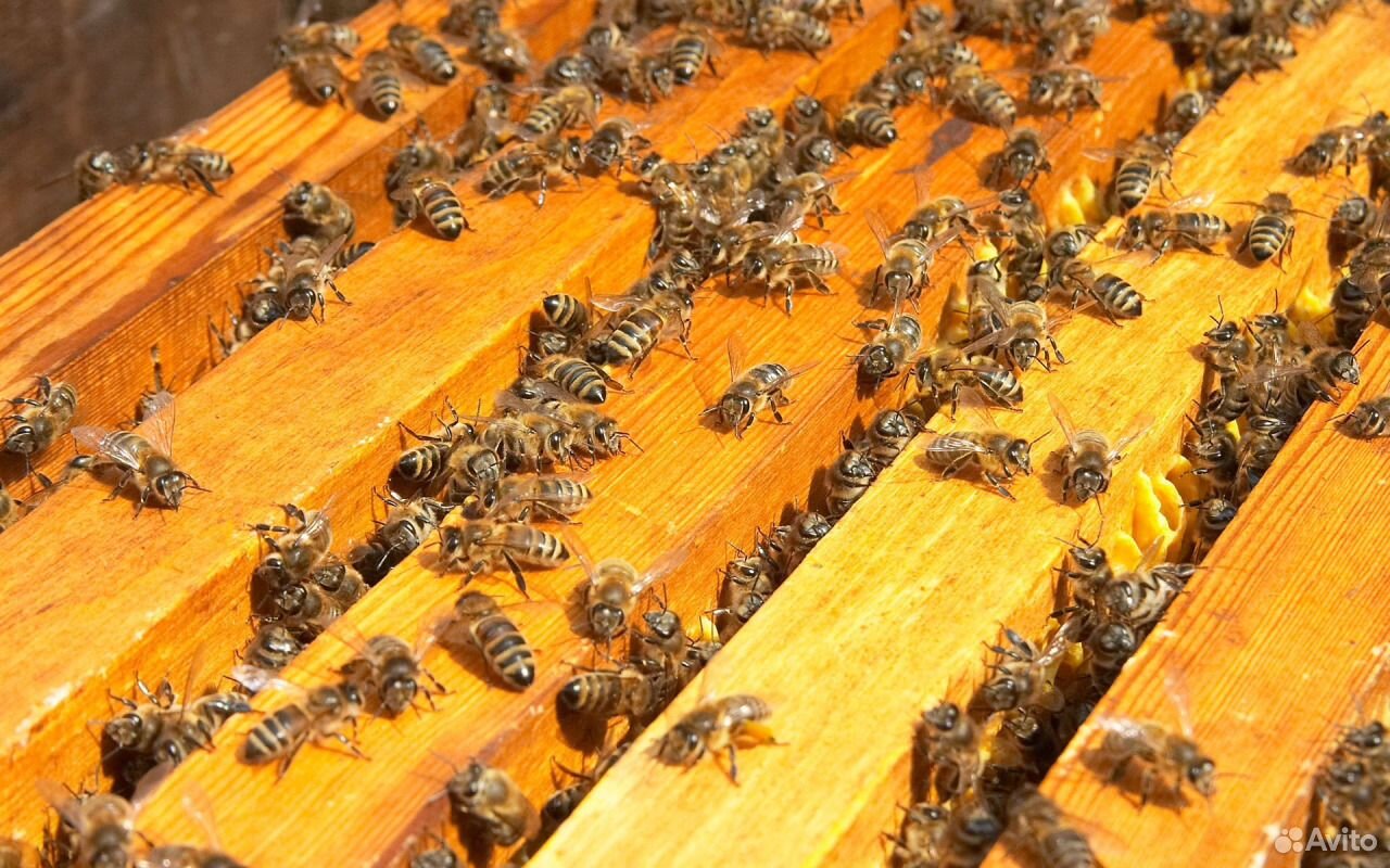 Продаю пчел купить на Зозу.ру - фотография № 1