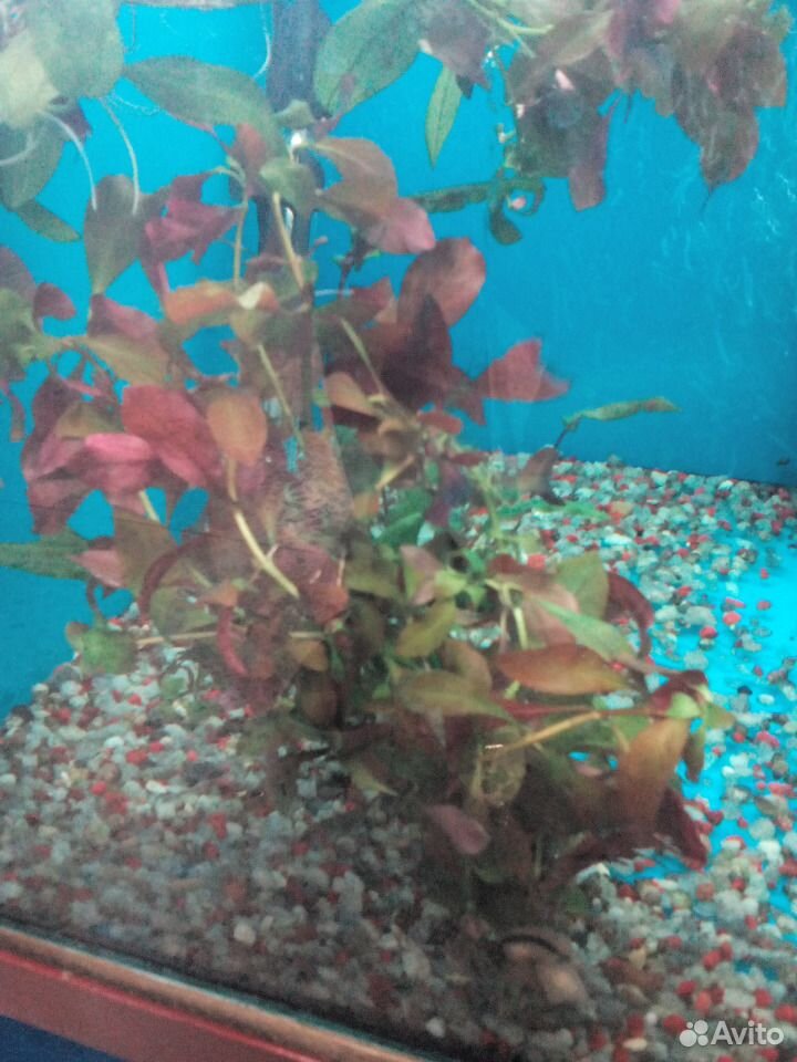 Растения для аквариума людвигия, эхинодорус купить на Зозу.ру - фотография № 1