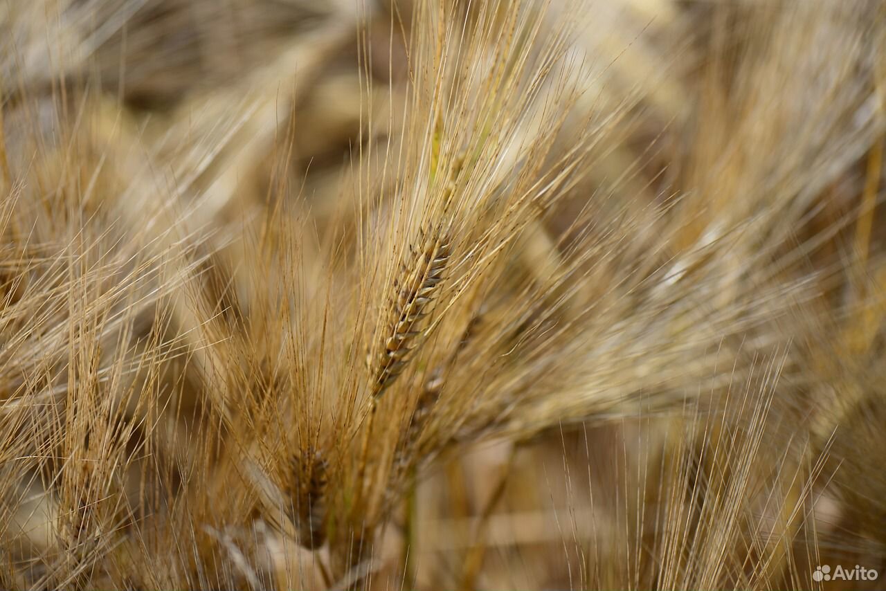 Продам ячмень, пшеницу купить на Зозу.ру - фотография № 1
