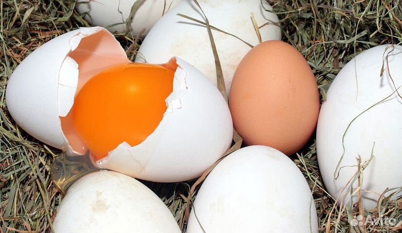 Яйцо куриное, перепелиное, утиное купить на Зозу.ру - фотография № 1