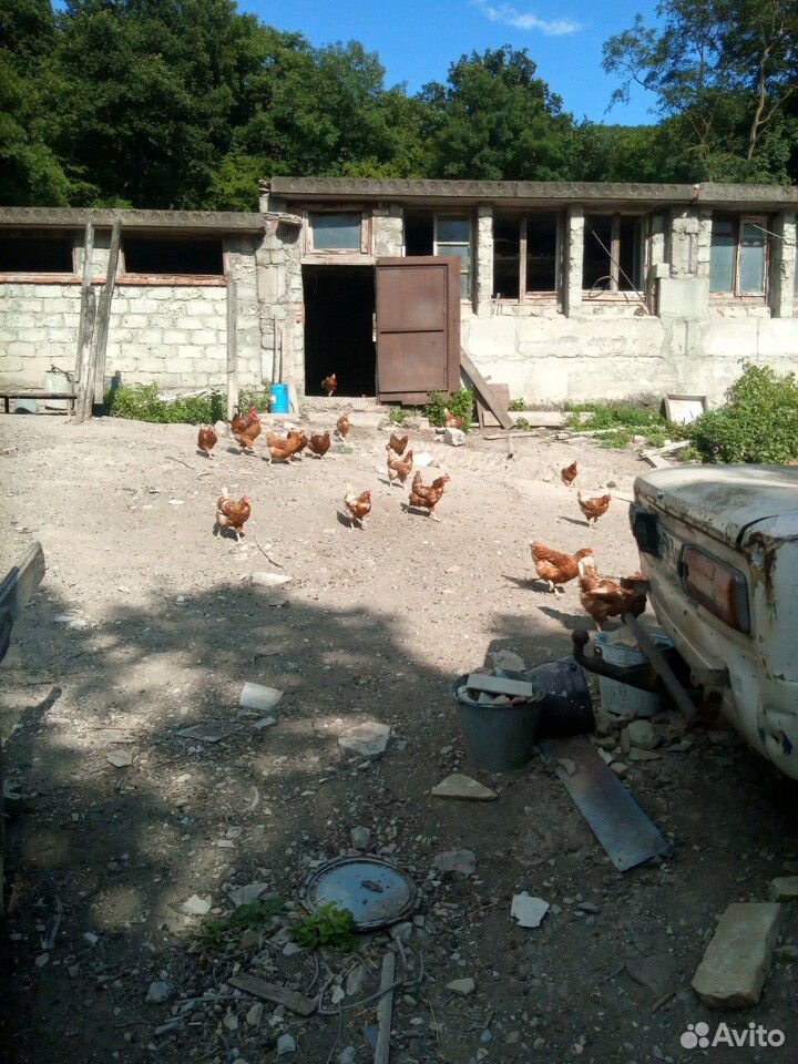 Яйца куриные домашние в селе Широкая Балка купить на Зозу.ру - фотография № 1
