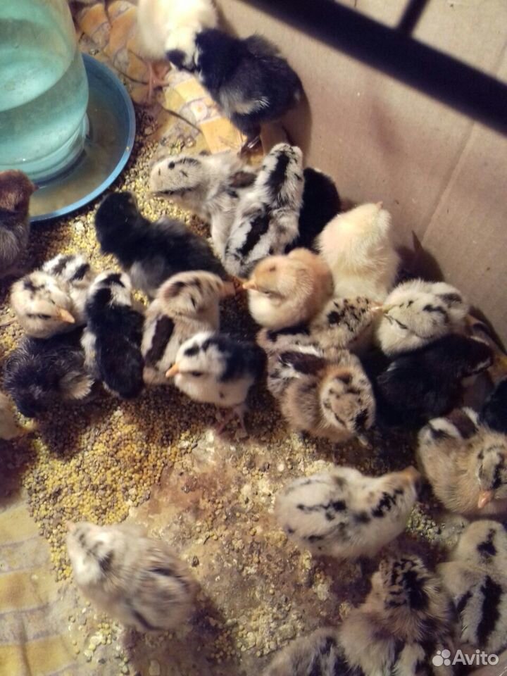 Цыплята от домашних курочек купить на Зозу.ру - фотография № 4