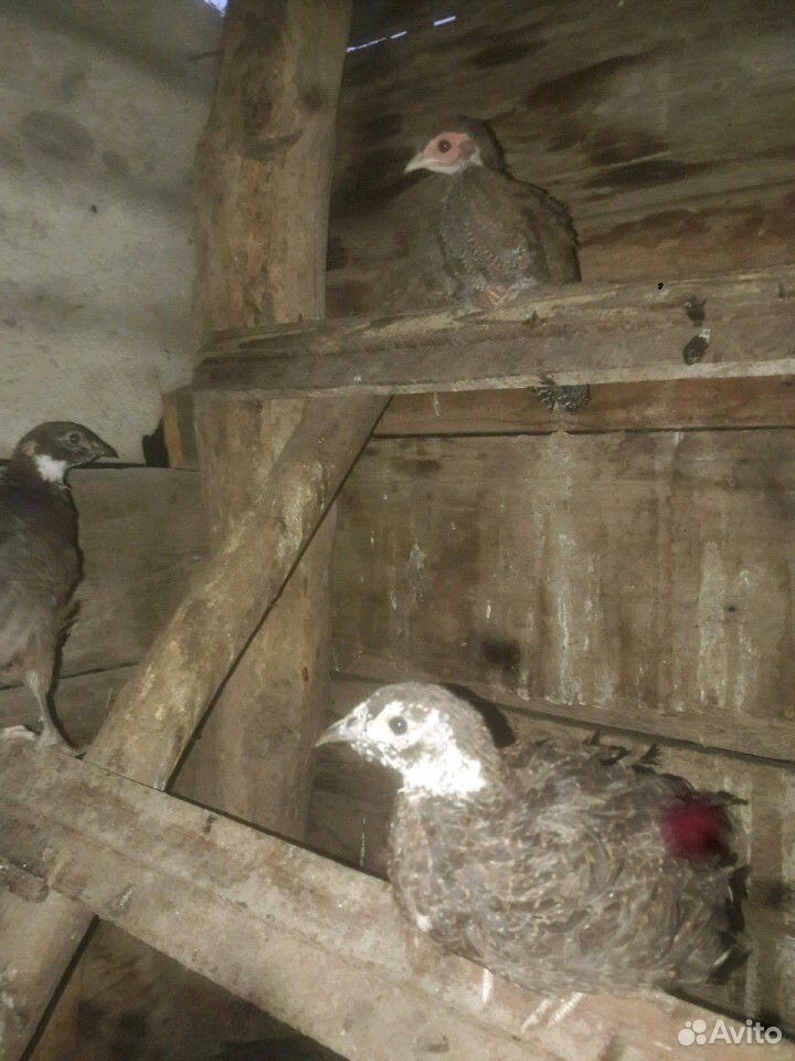 Птица (фазан цесарка утки бегунки и мускусные) купить на Зозу.ру - фотография № 9