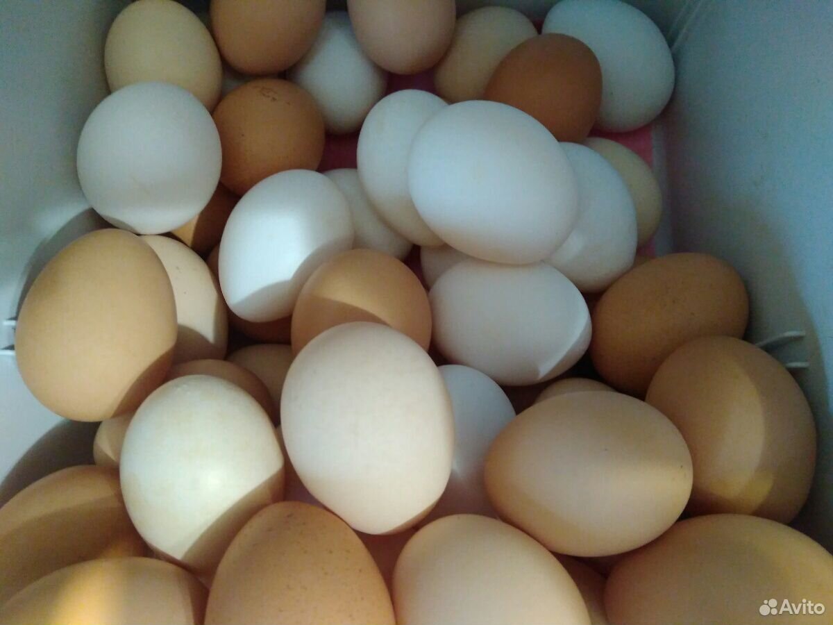 Яйца куриные, утиные, гусиные купить на Зозу.ру - фотография № 5