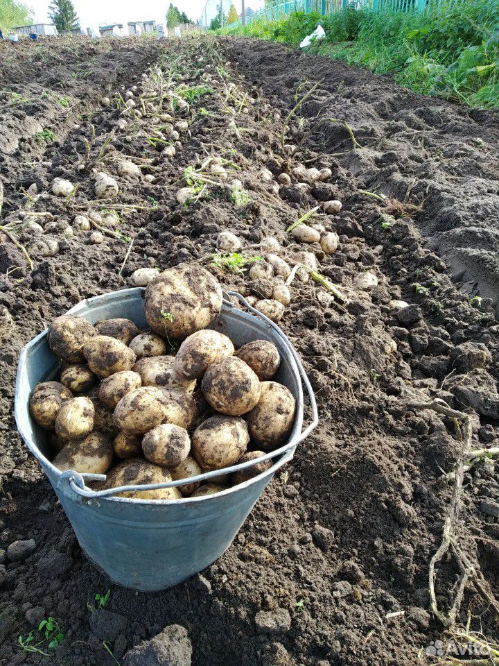 Вкусный частный эко картофель, урожай 2019 купить на Зозу.ру - фотография № 2