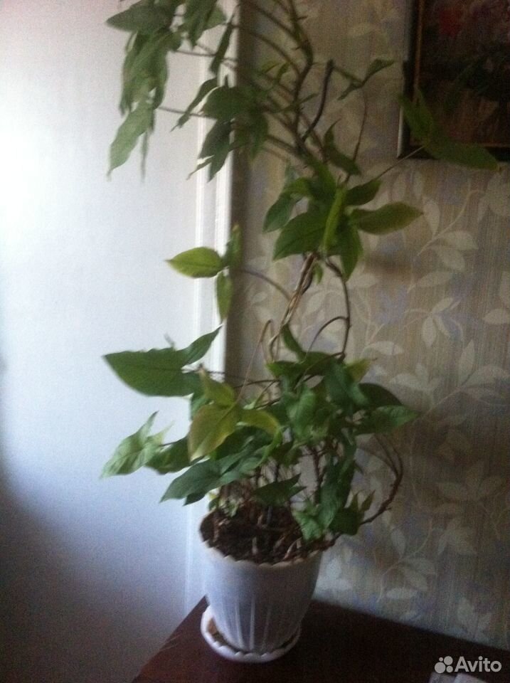 Сингониум домашняя лиана с декоративными листьям купить на Зозу.ру - фотография № 2