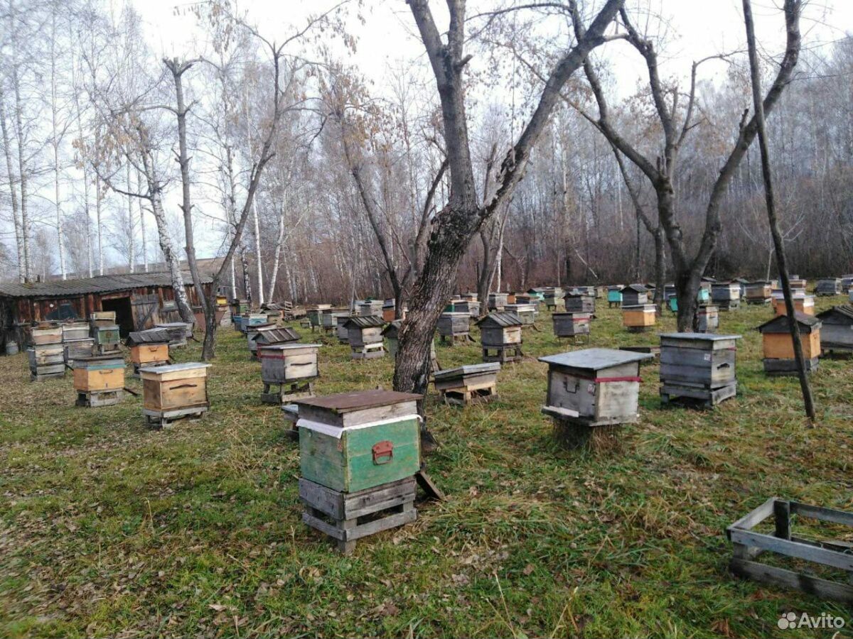 Продам мед купить на Зозу.ру - фотография № 2