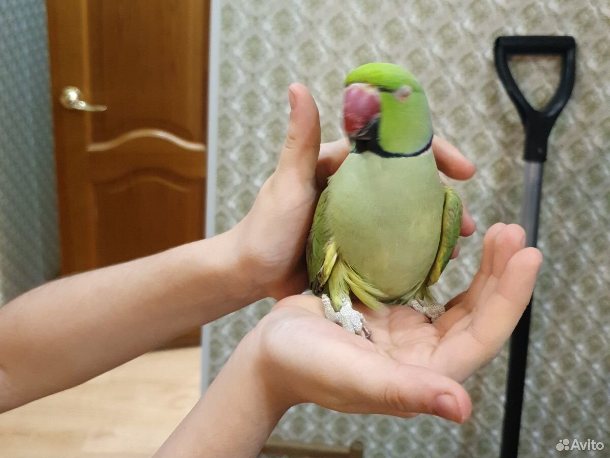 Продам попугая породы "Ожиреловые" купить на Зозу.ру - фотография № 2