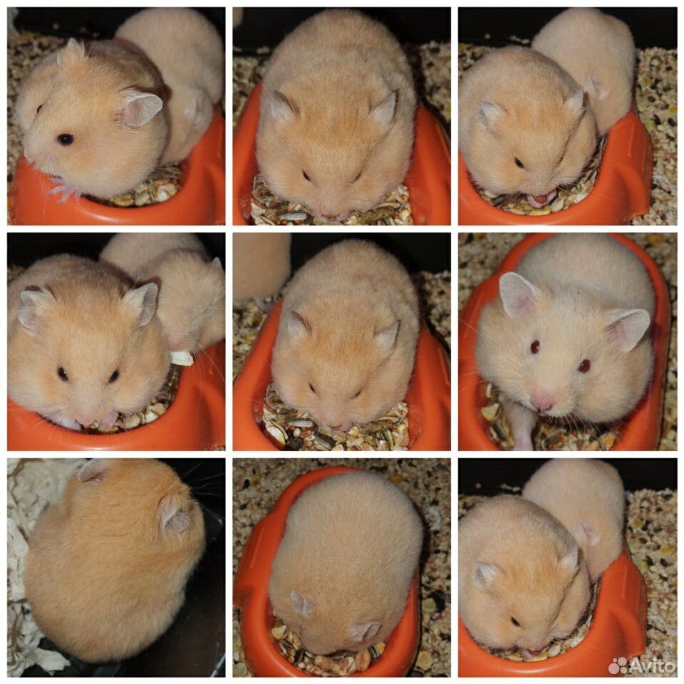 Images КАКОЕ СЛОВО В ХОМЯКЕ 12 ИЮНЯ