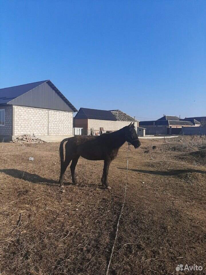 Лошадь смесь Арабо Английская парода  купить на Зозу.ру - фотография № 2