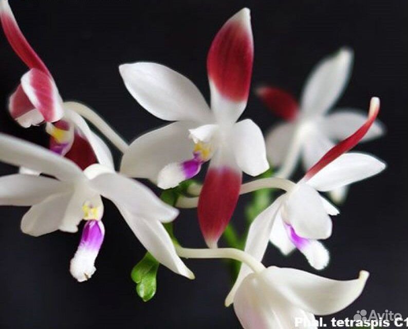 Phalaenopsis tetrapis C1 купить на Зозу.ру - фотография № 1
