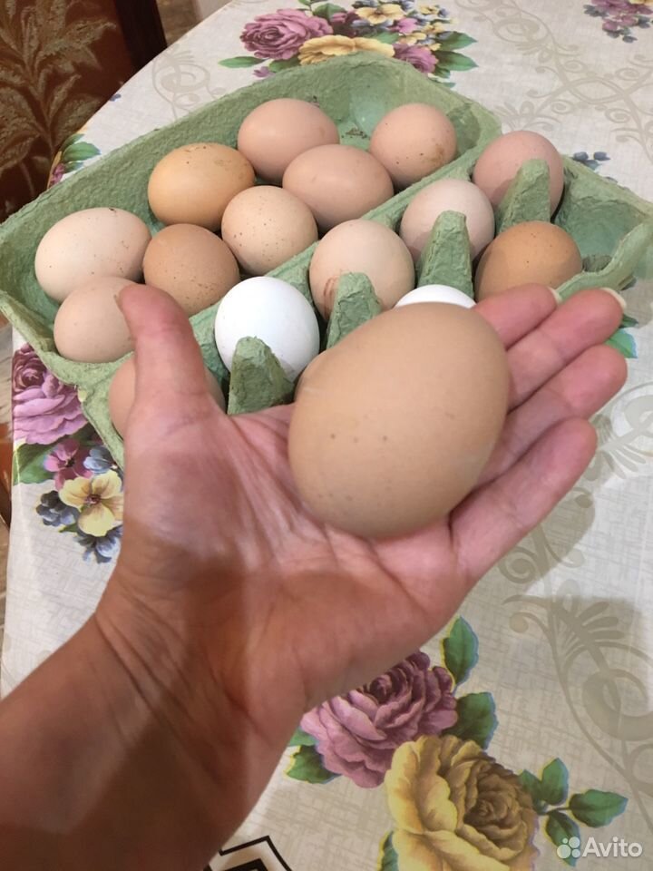 Домашние Яйца купить на Зозу.ру - фотография № 1