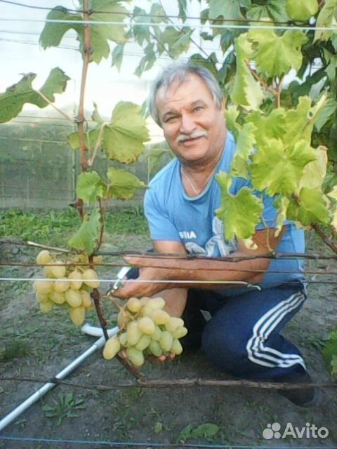 Саженцы винограда купить на Зозу.ру - фотография № 1
