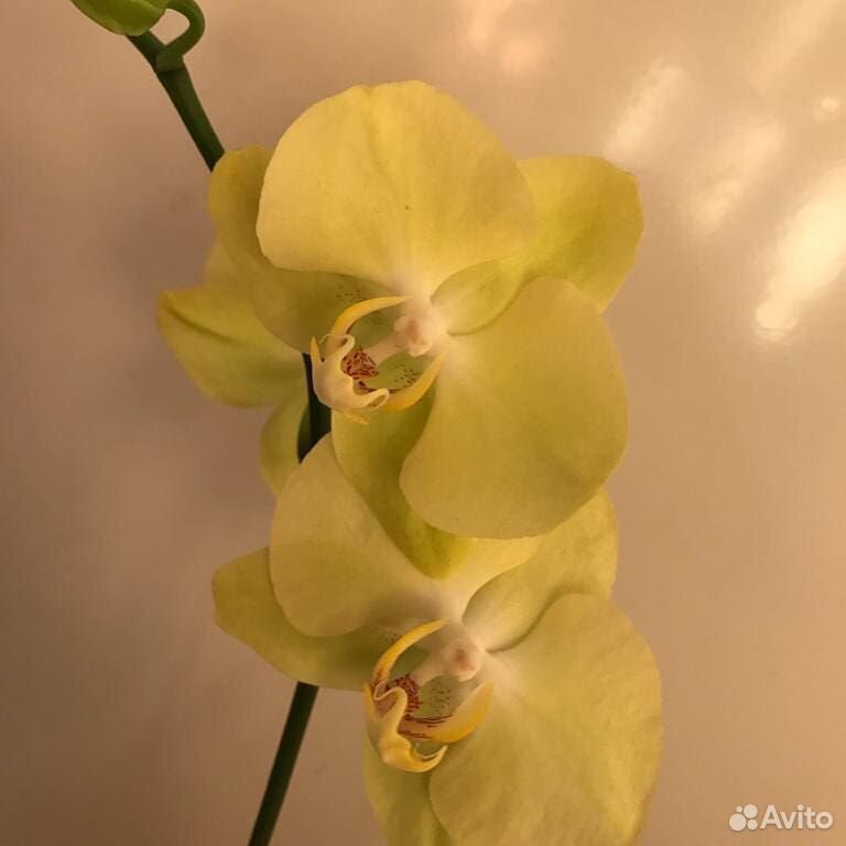 Орхидея фаленопсис на заказ купить на Зозу.ру - фотография № 2