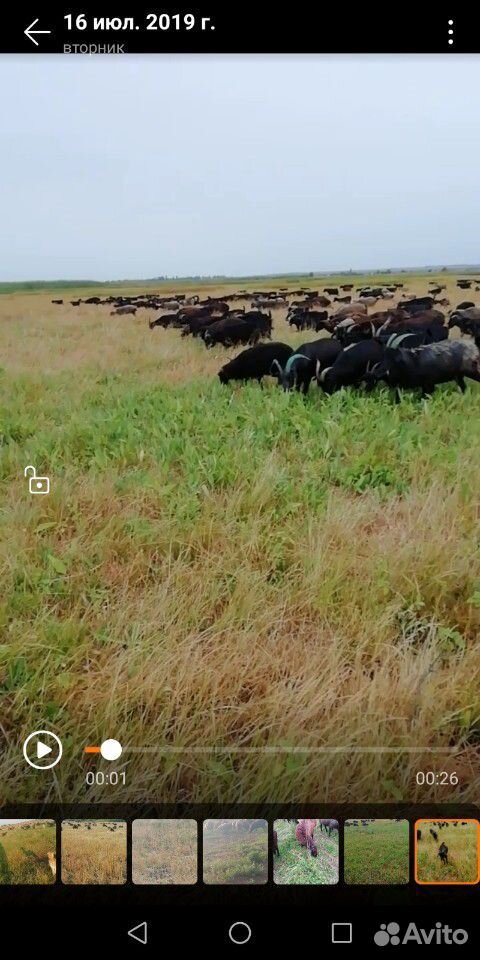 Принимаю коз овец на пастбище село мазурка купить на Зозу.ру - фотография № 1