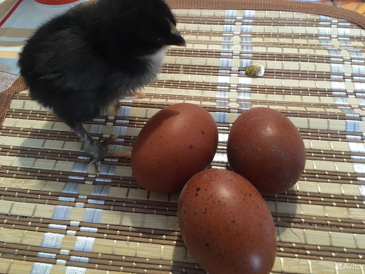 Яйцо инкубационное Маран купить на Зозу.ру - фотография № 3
