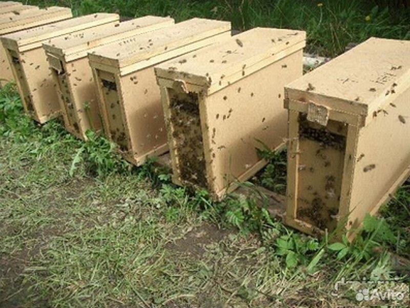 Пчелопакеты 3+1 купить на Зозу.ру - фотография № 2