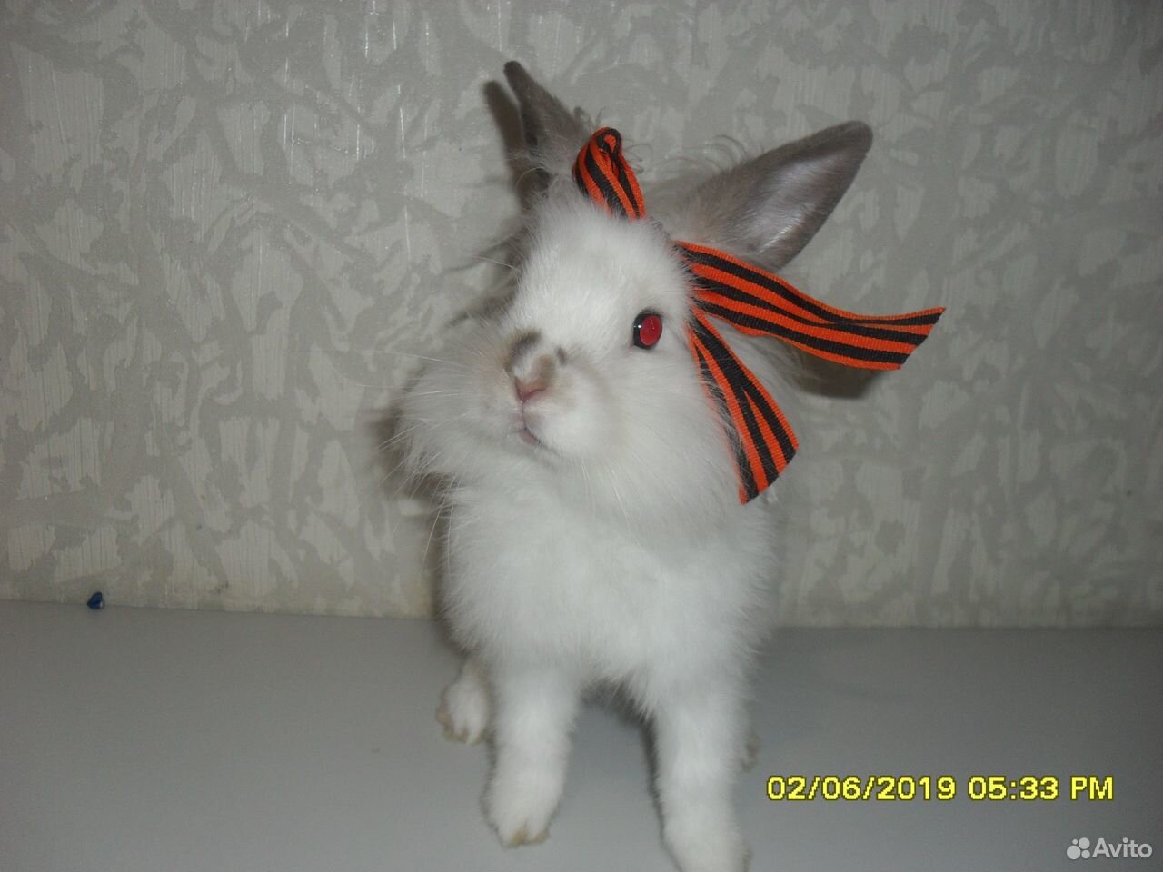 Кролик дикоротивный +клетка купить на Зозу.ру - фотография № 1