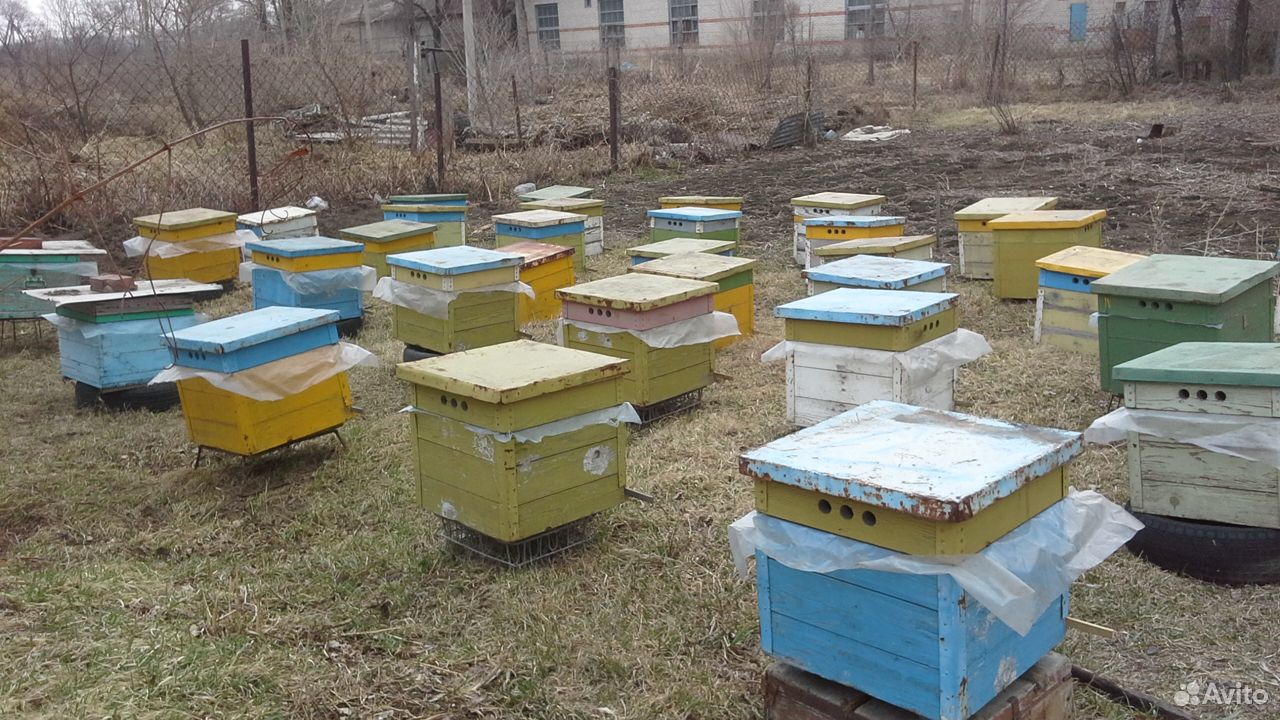 Пчёл продам,можно с ульем купить на Зозу.ру - фотография № 2