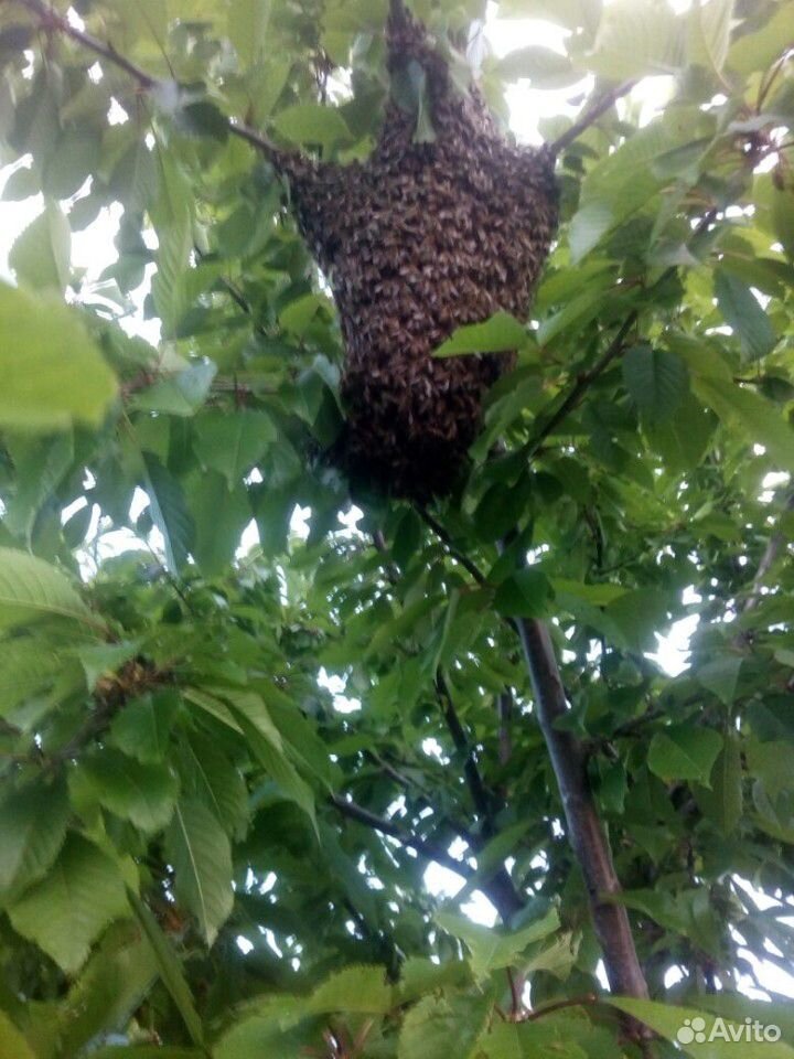 Пчелосемьи с ульями или на высадку купить на Зозу.ру - фотография № 3