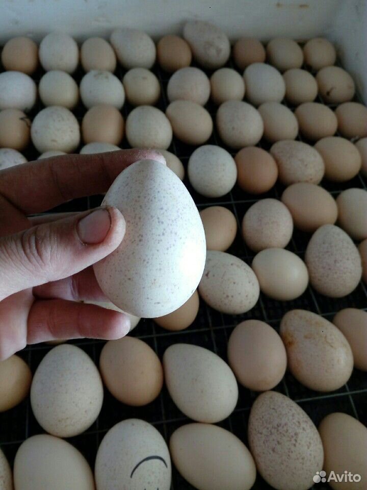Инкубационное яйцо. Яйцо индюка. Яйцо Феникса кур. Яйцо курицы и индюшки.