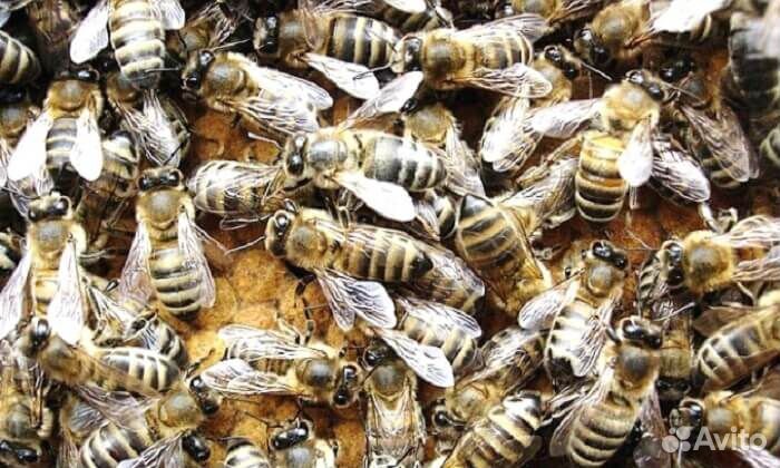 Карпатские пчелы.Продам семьи карпатских пчел купить на Зозу.ру - фотография № 2