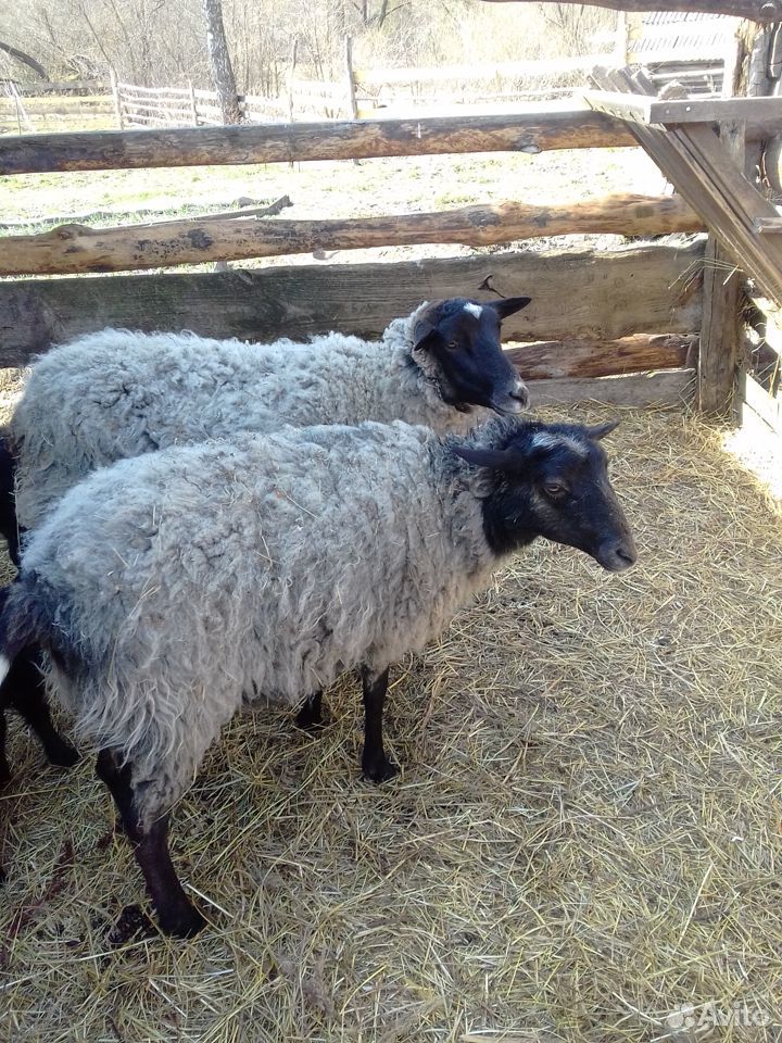 Баран,2 овцы + ягнёнок купить на Зозу.ру - фотография № 3