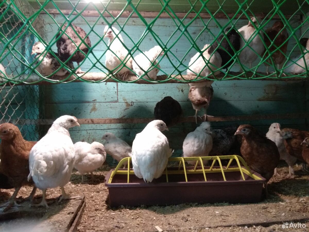 Цыплята мясо-яичной породы купить на Зозу.ру - фотография № 2
