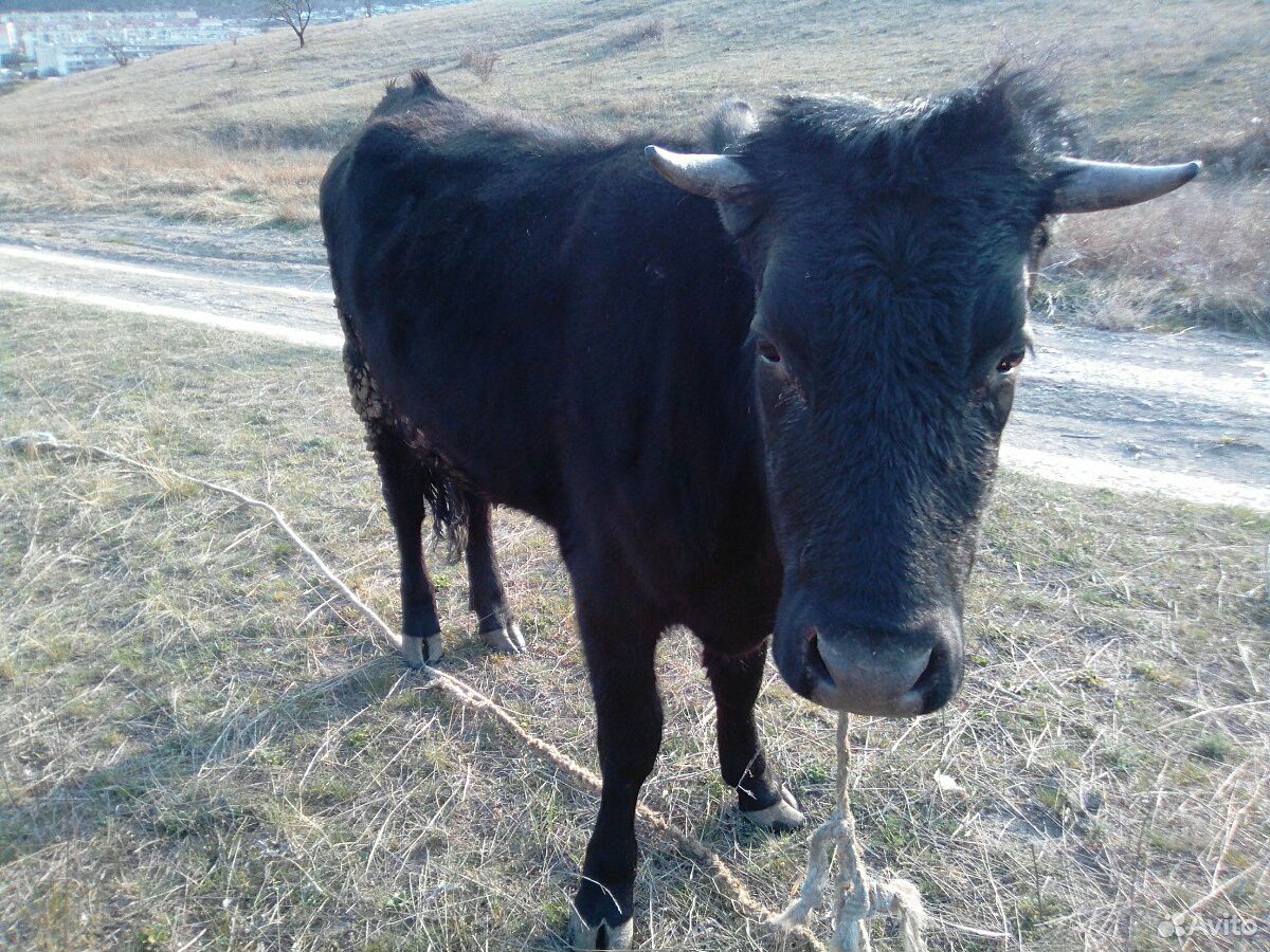 Корова, тёлка купить на Зозу.ру - фотография № 1