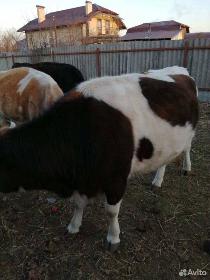 Коровы с телятами купить на Зозу.ру - фотография № 6