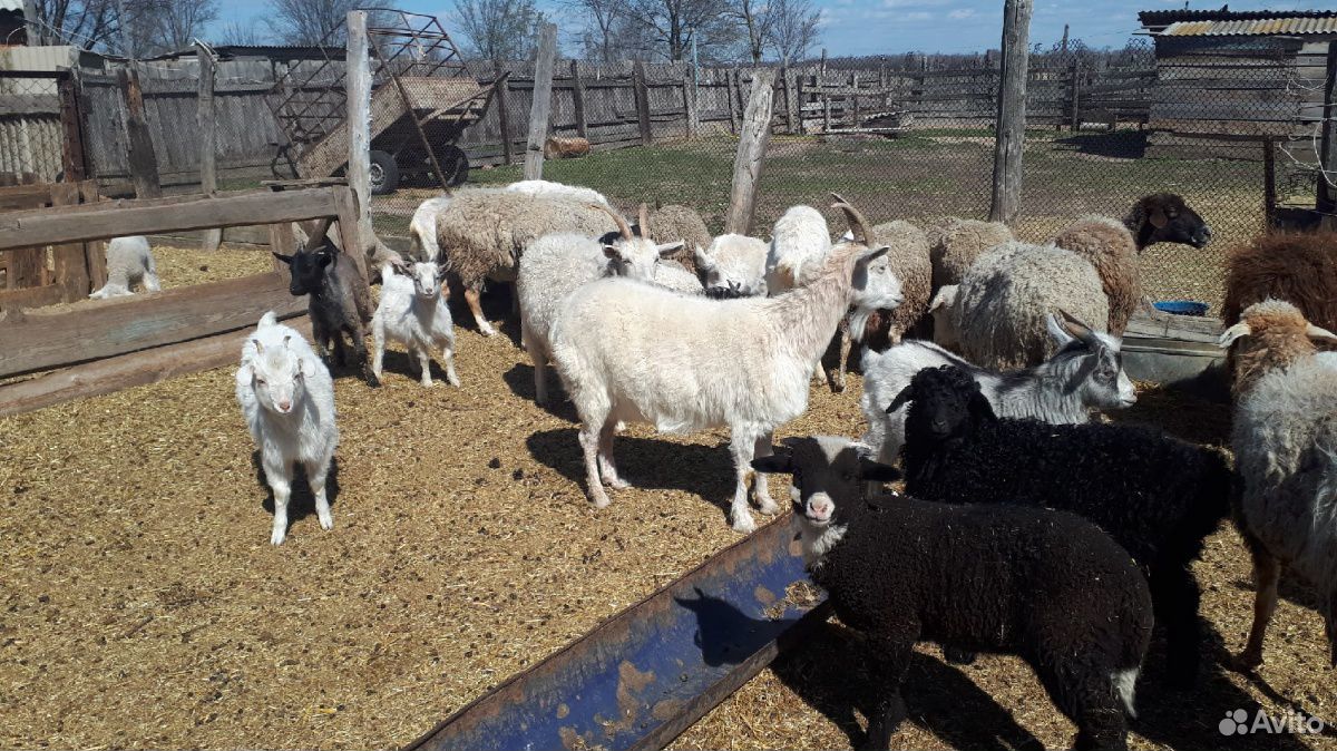 Продам овец и коз всем стадом купить на Зозу.ру - фотография № 3