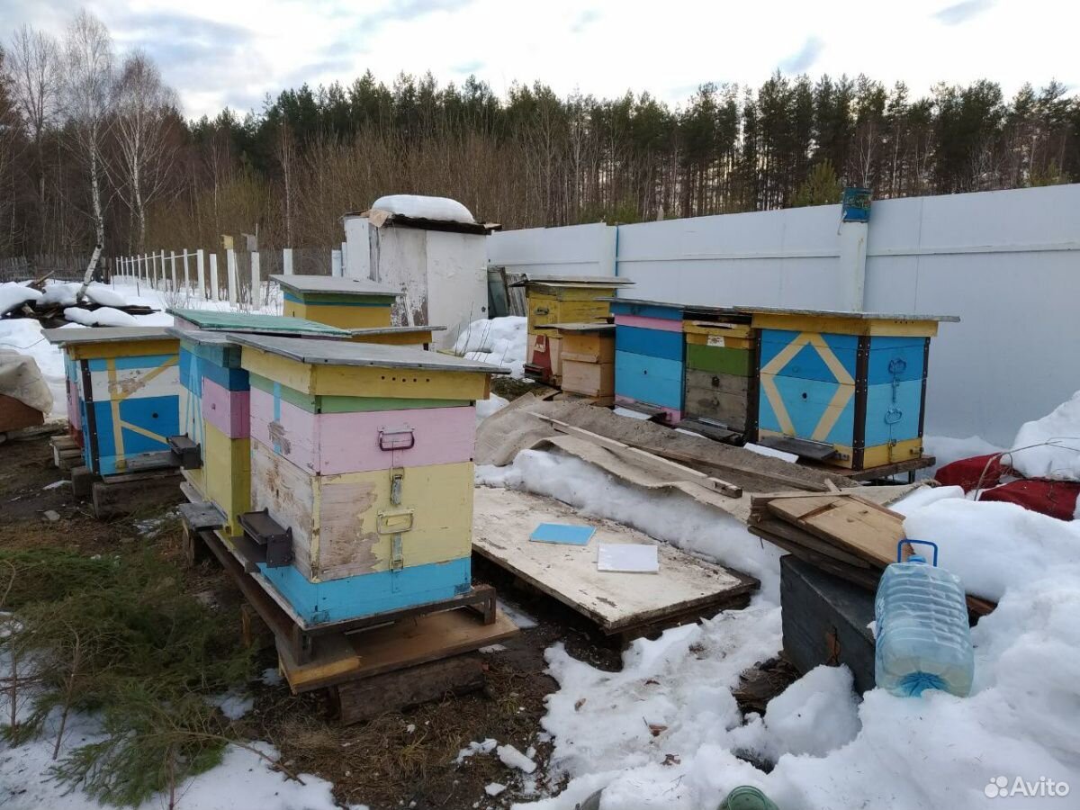 Пчелы ульи пчелочемья купить на Зозу.ру - фотография № 5