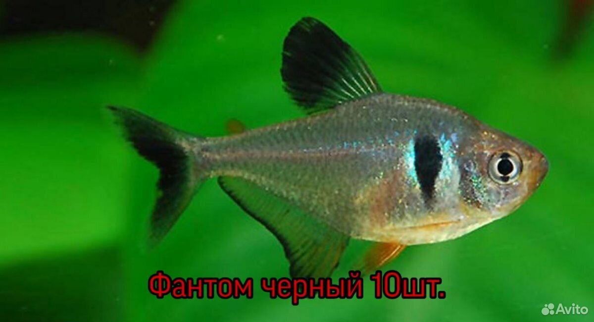 Продам аквариум + тумба купить на Зозу.ру - фотография № 6