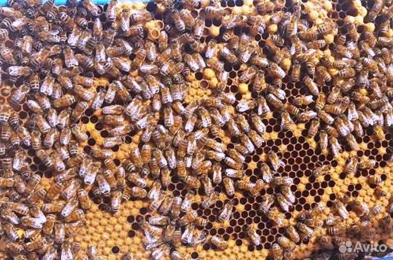 Медоносные пчёлы с ульями купить на Зозу.ру - фотография № 1