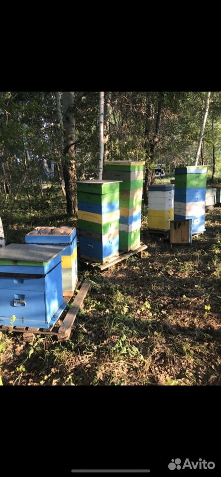 Пчелосемья, пчелопакеты купить на Зозу.ру - фотография № 5