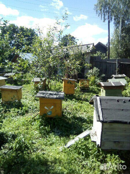 Продам пчелиные семьи купить на Зозу.ру - фотография № 1