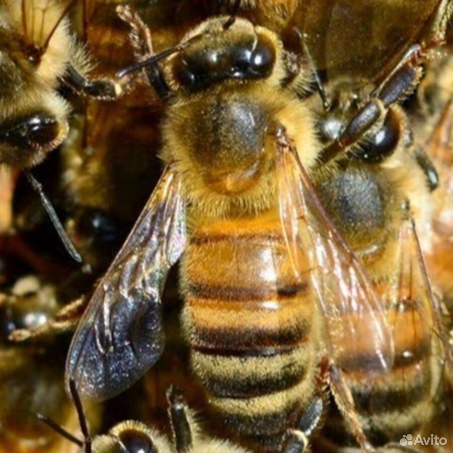Пакеты пчёл порода карника купить на Зозу.ру - фотография № 1
