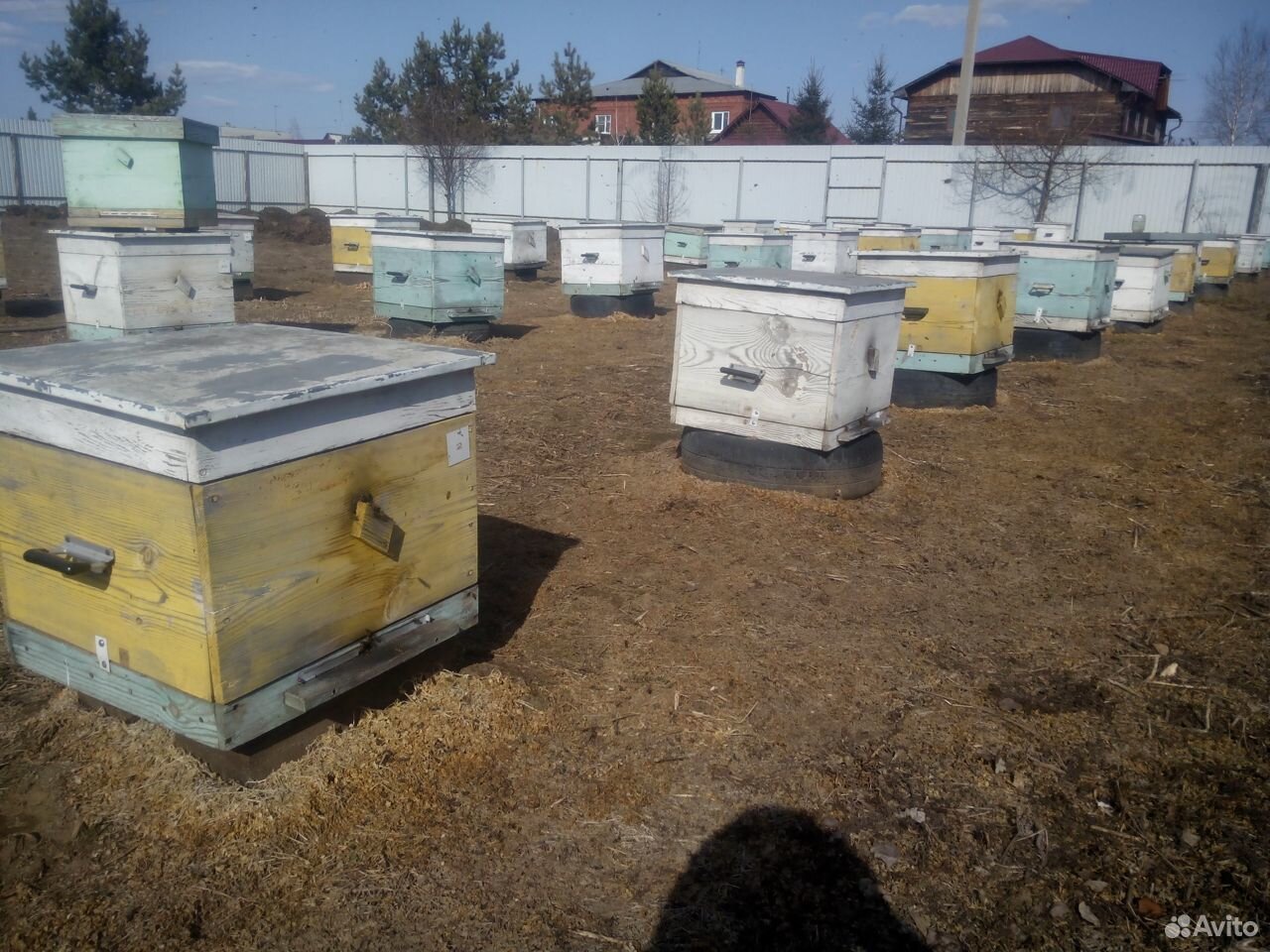 Пчел продаю купить на Зозу.ру - фотография № 1