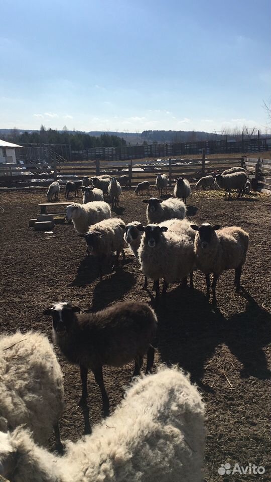 Бараны,овцы,ягнята,козлята купить на Зозу.ру - фотография № 4