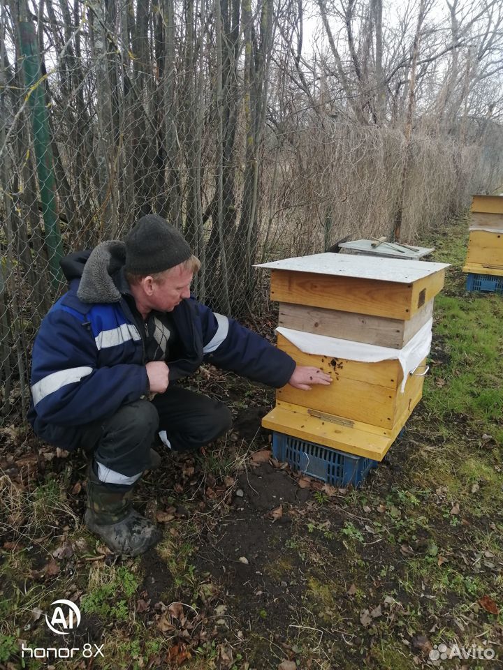 Пчёлосемьи купить на Зозу.ру - фотография № 4